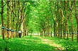 Phát triển cây cao su: Chưa tương xứng với tiềm năng